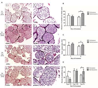 Starvation Promotes Autophagy-Associated Maturation of the Testis in the Giant Freshwater Prawn, Macrobrachium rosenbergii